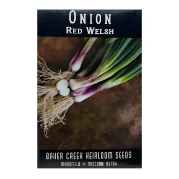 Red Welsh Bunching Onion