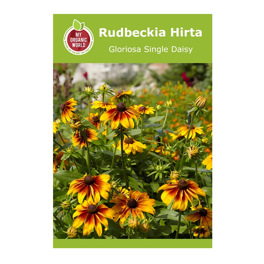 Rudbeckia Hirta Gloriosa Single Daisy