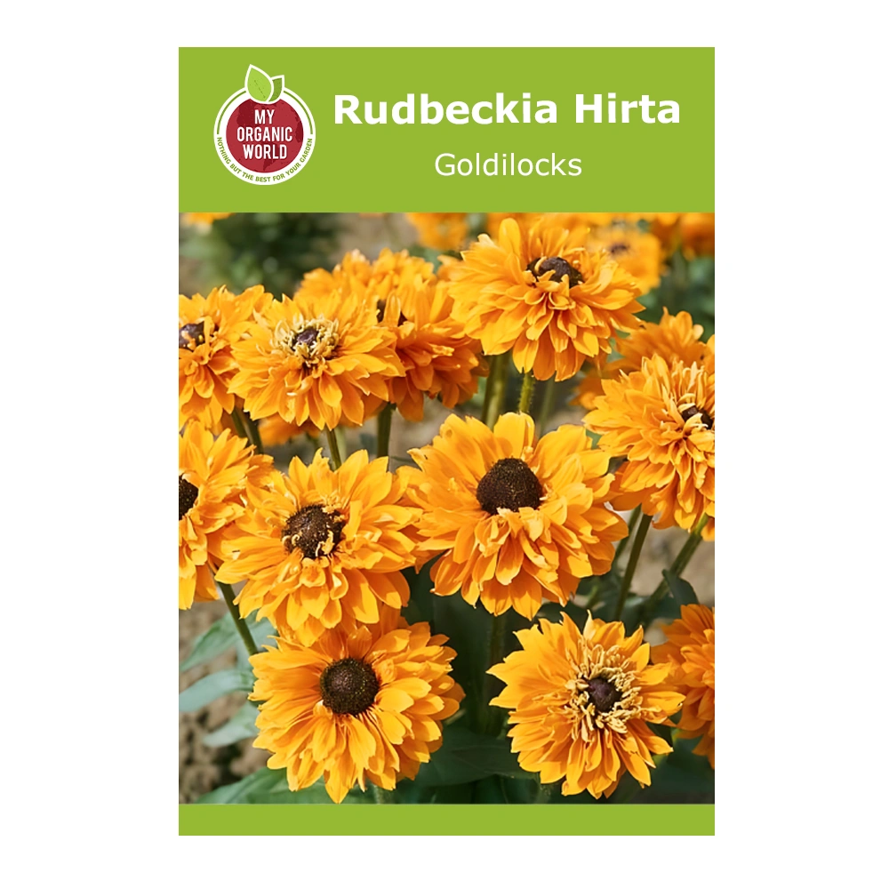 Rudbeckia Hirta Goldilocks 1 Rudbeckia Hirta Goldilocks