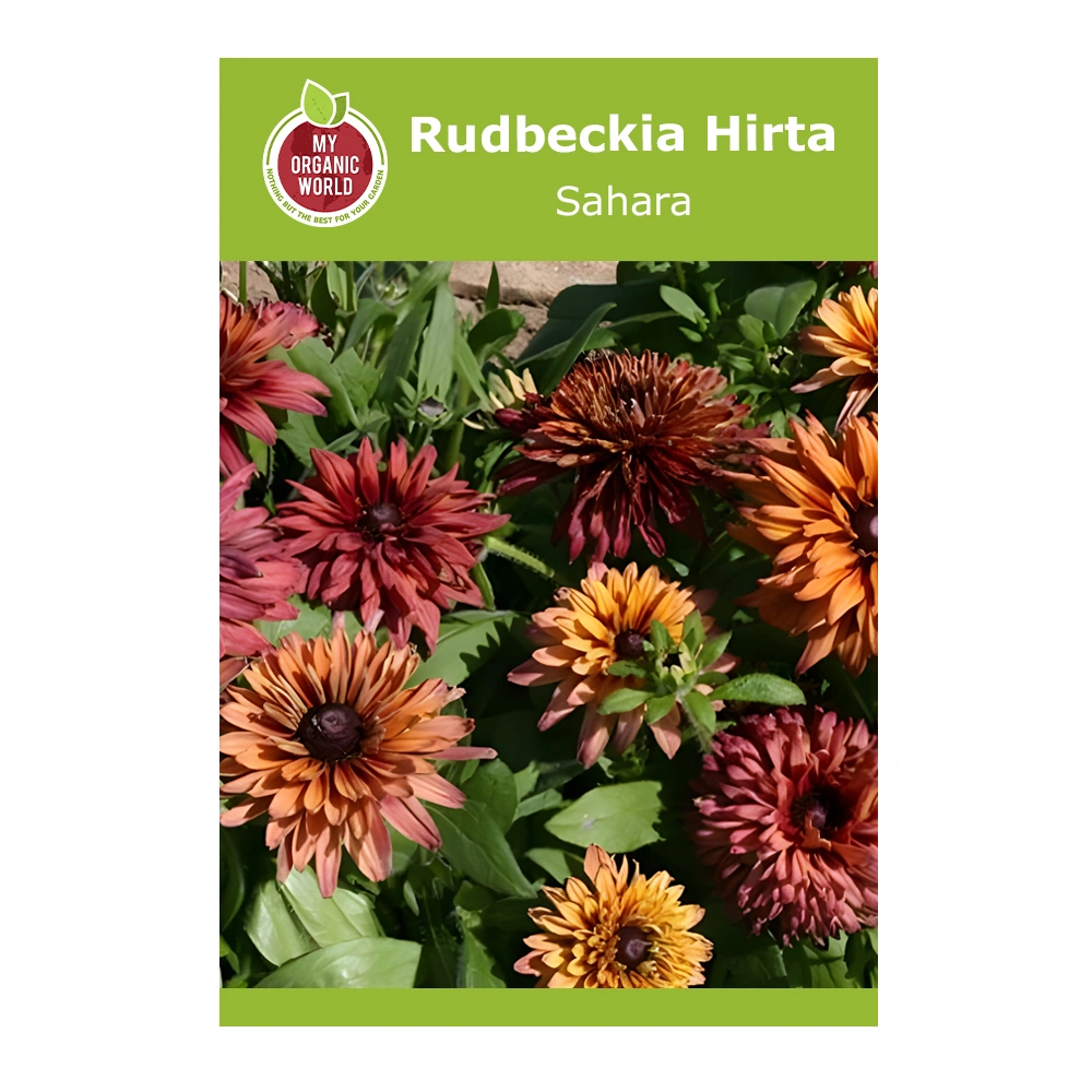 Rudbeckia Hirta Sahara 1 Rudbeckia Hirta Sahara