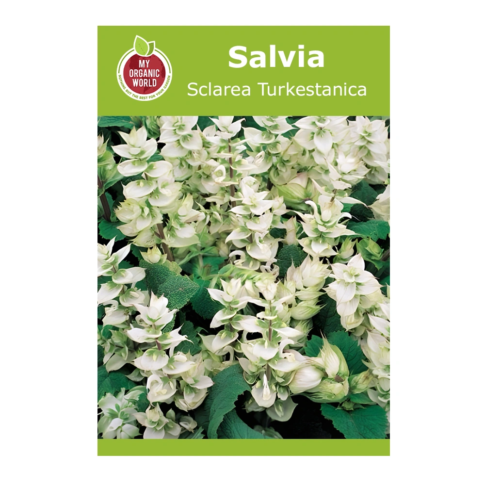 Salvia (Sage) Sclarea Turkestanica
