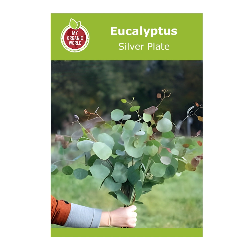 Silver Plate Eucalyptus