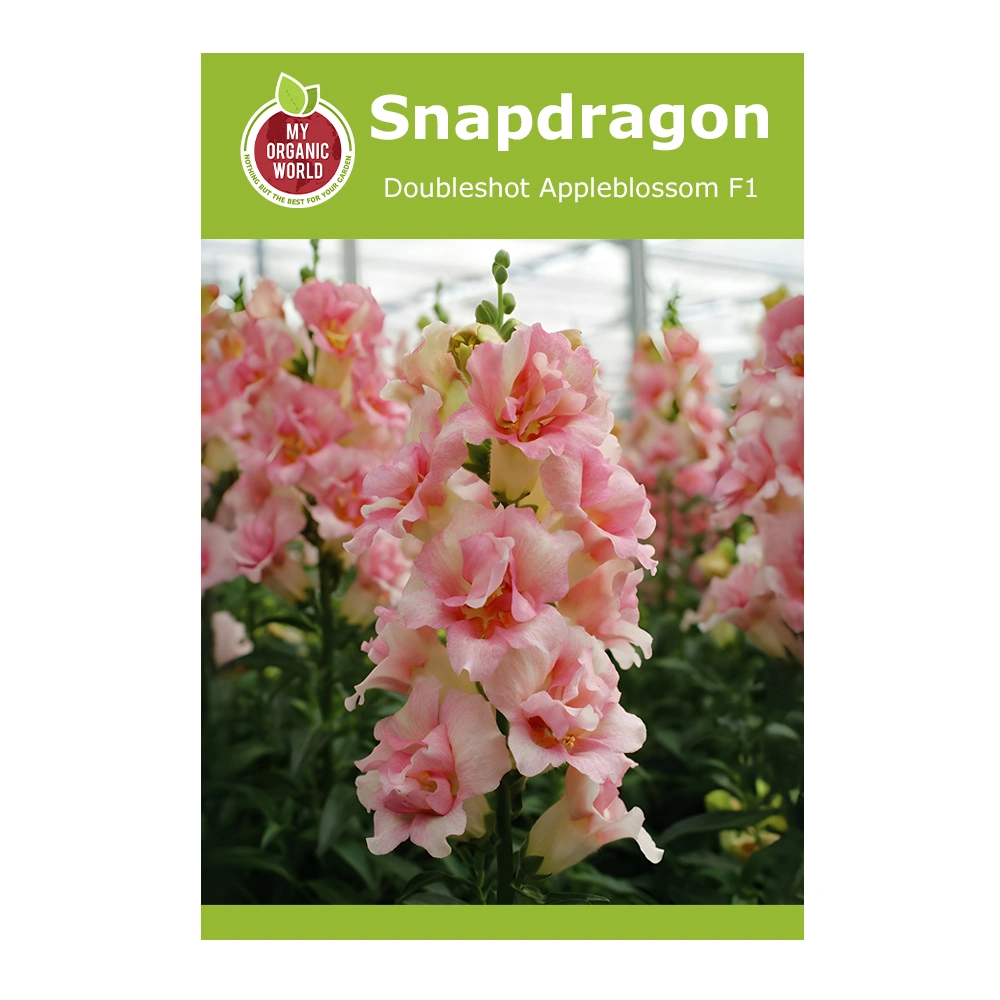 Snapdragon Doubleshot Appleblossom F1 1 Snapdragon Doubleshot Appleblossom F1