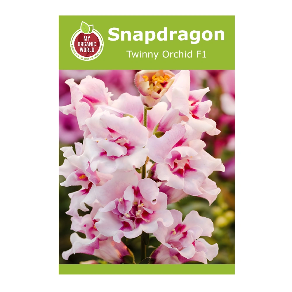 Snapdragon Twinny Orchid F1 1 Snapdragon Twinny Orchid F1
