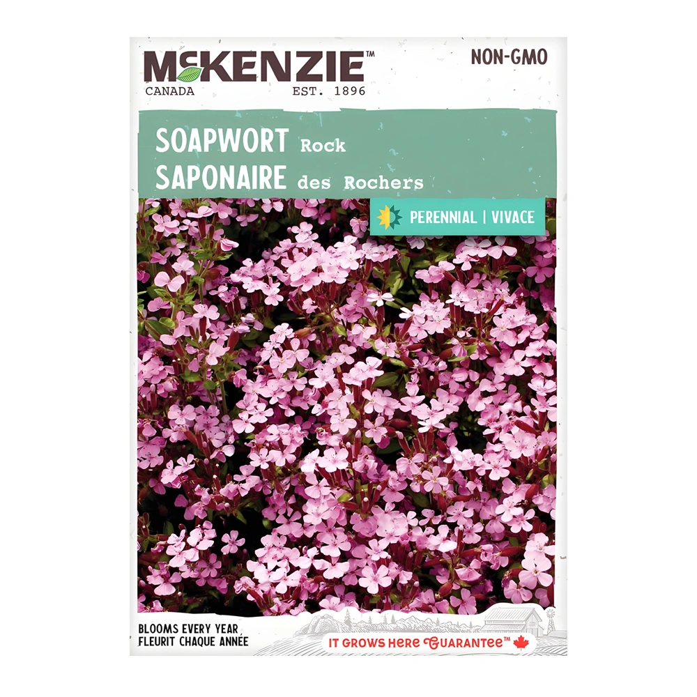 Soapwort Rock 1 Soapwort Rock