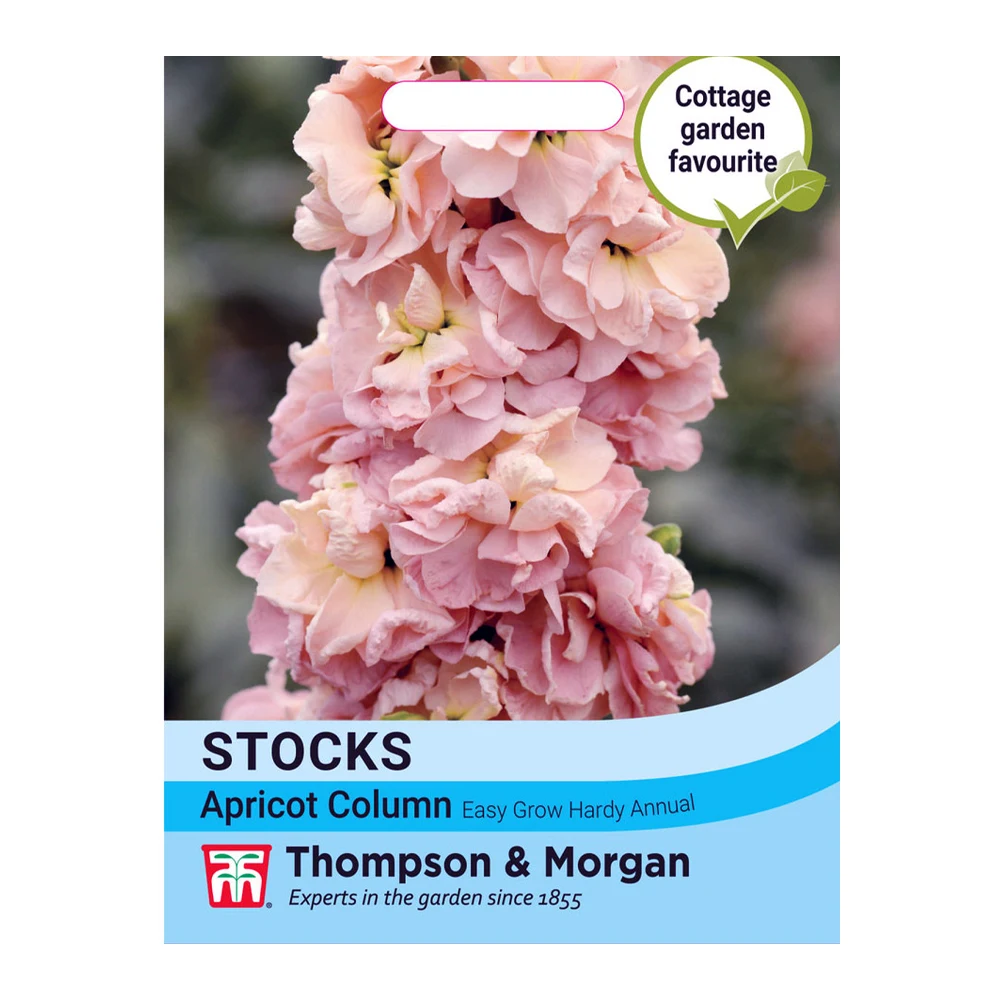 Stock Apricot Column Seeds
