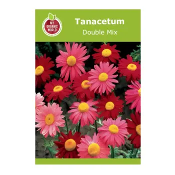 Tanacetum Double Mix