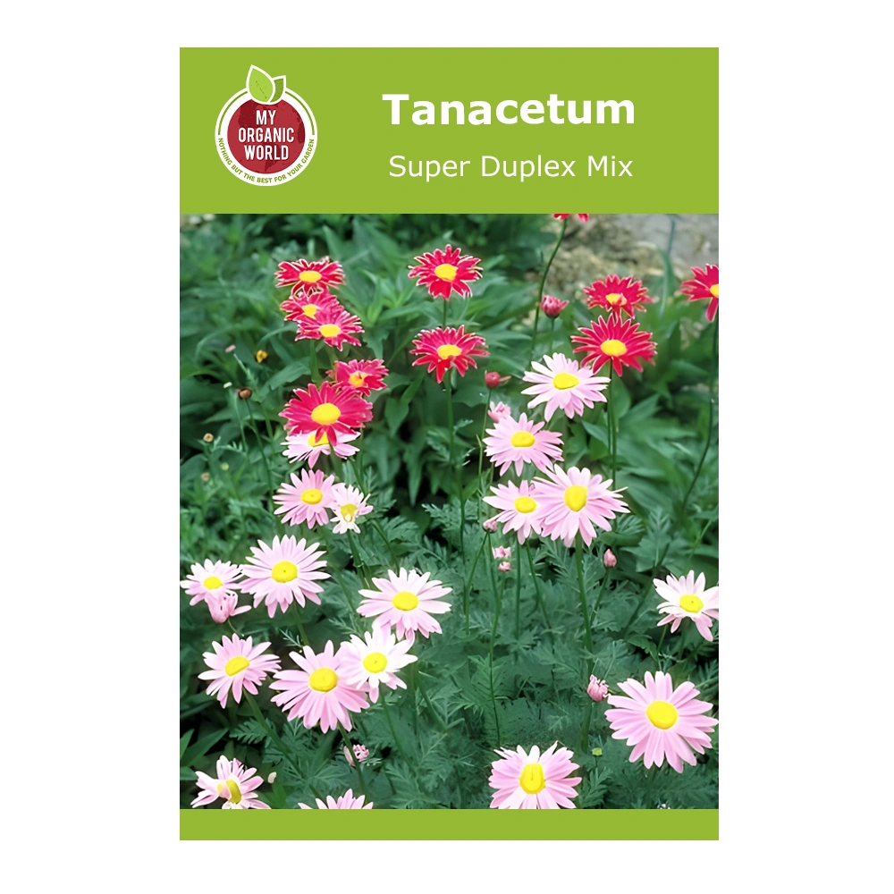 Tanacetum Super Duplex Mix