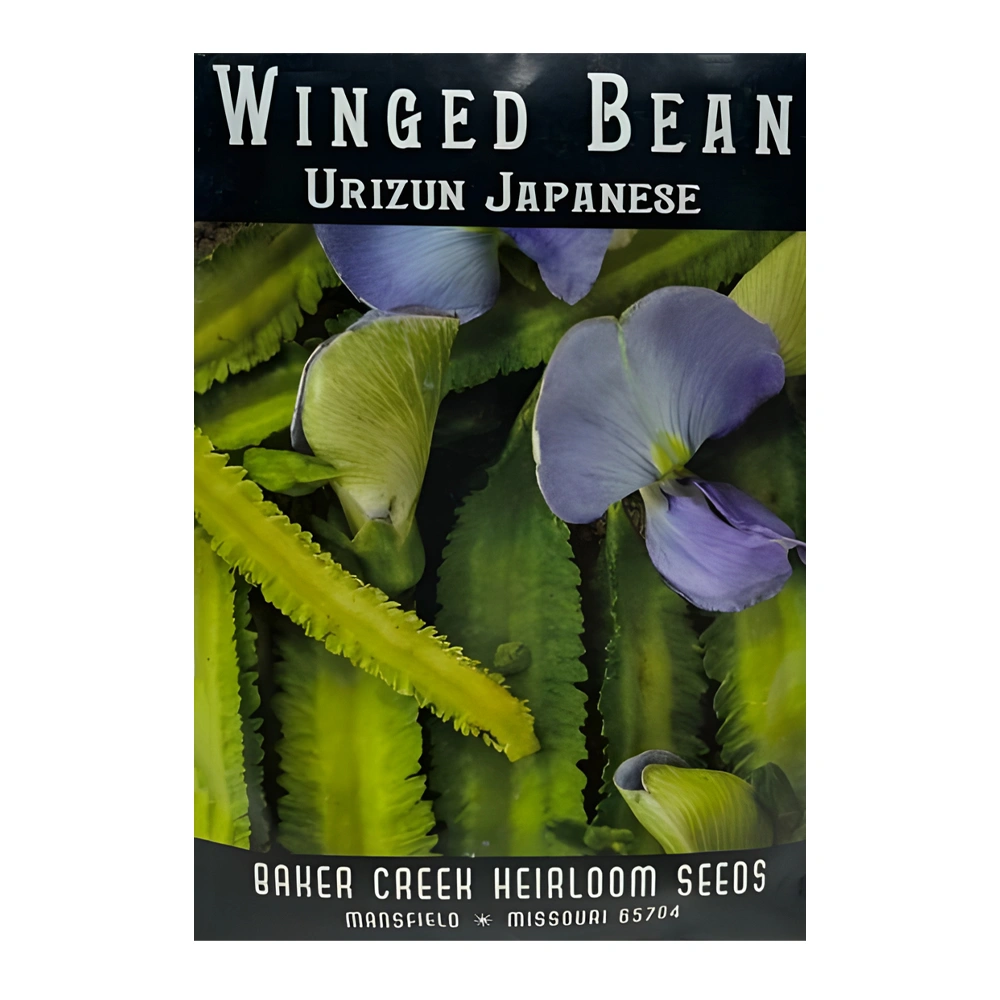 Urizun Japanese Winged Bean 1 Urizun Japanese Winged Bean