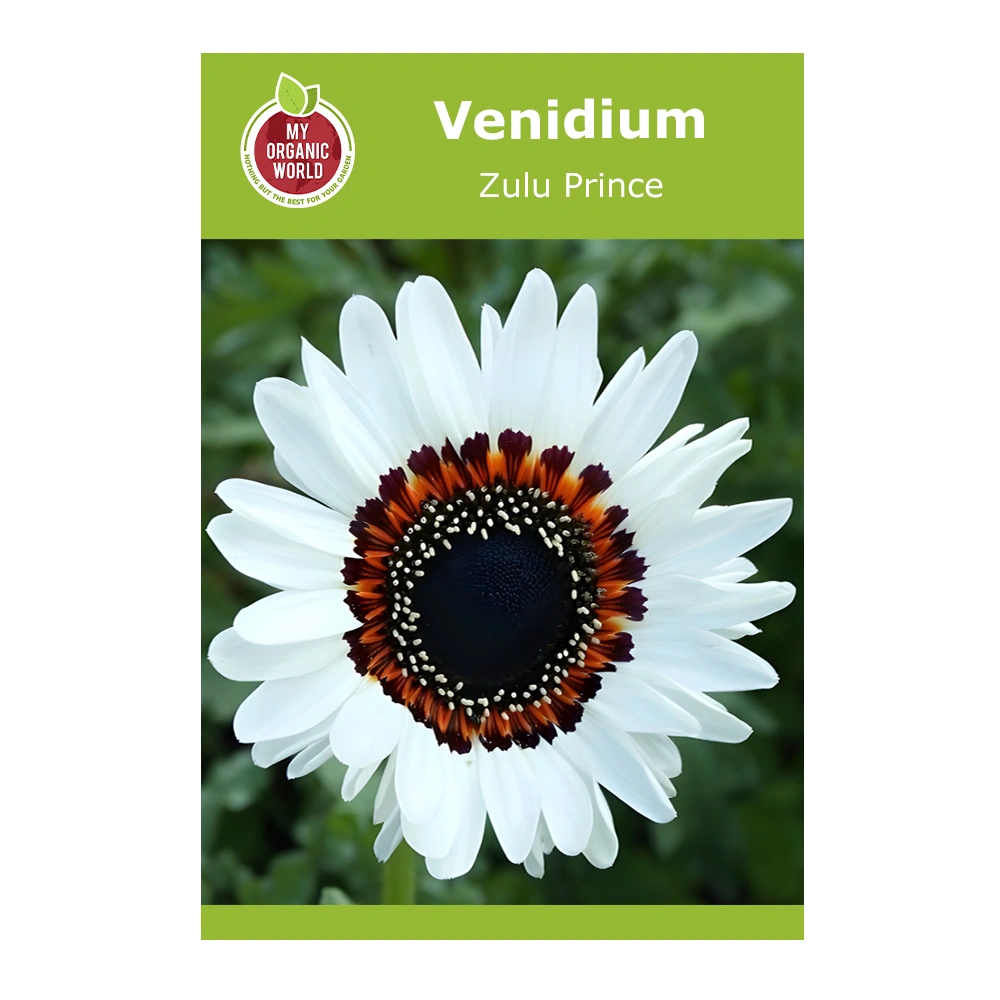 Venidium Zulu Prince 1 Venidium Zulu Prince