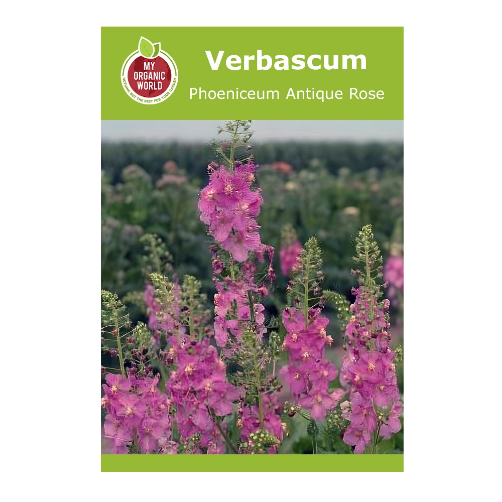 Verbascum Phoeniceum Antique Rose 1 Verbascum Phoeniceum Antique Rose