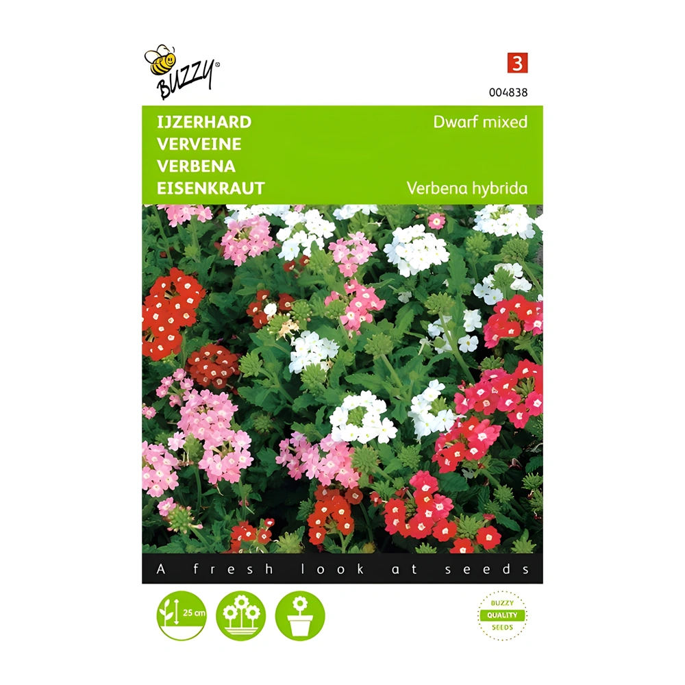 Verbena Dwarf Mixed 1 Verbena Dwarf Mixed