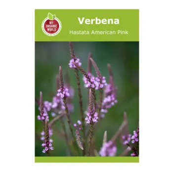 Verbena Hastata American Pink