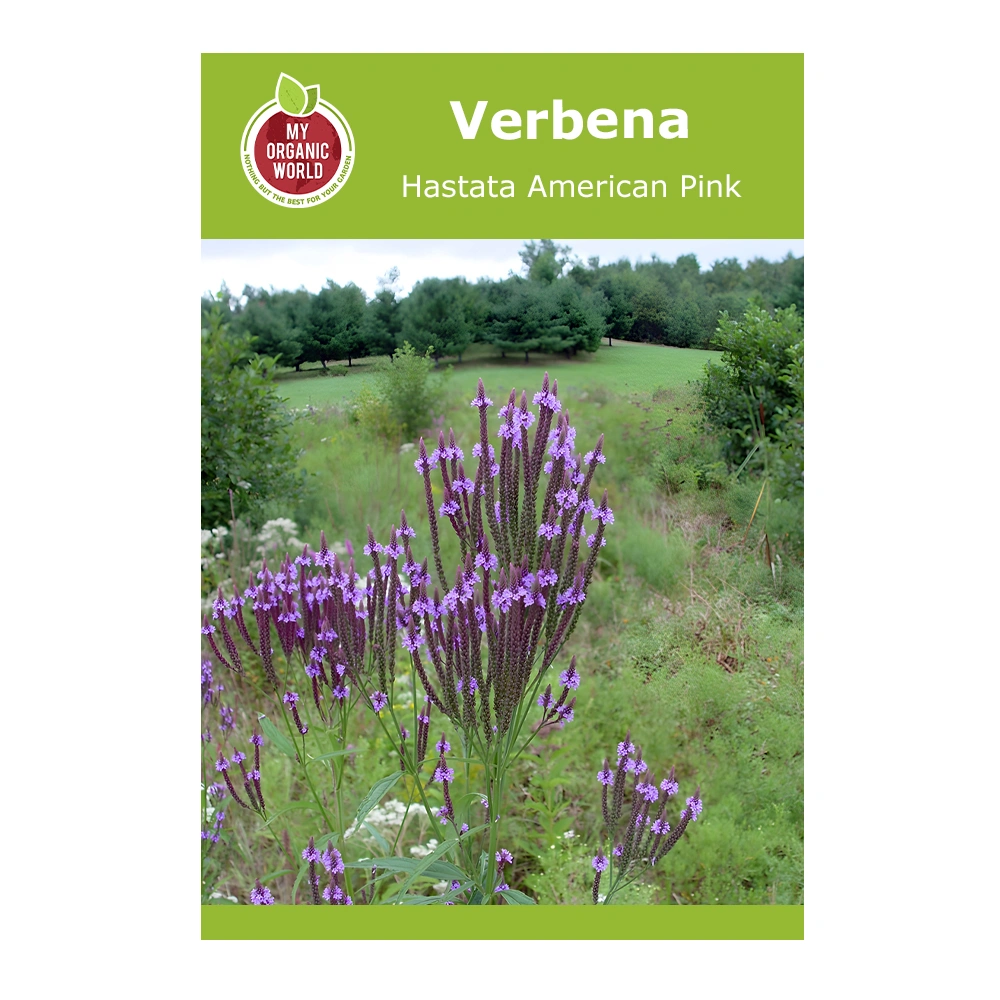 Verbena Hastata American Pink