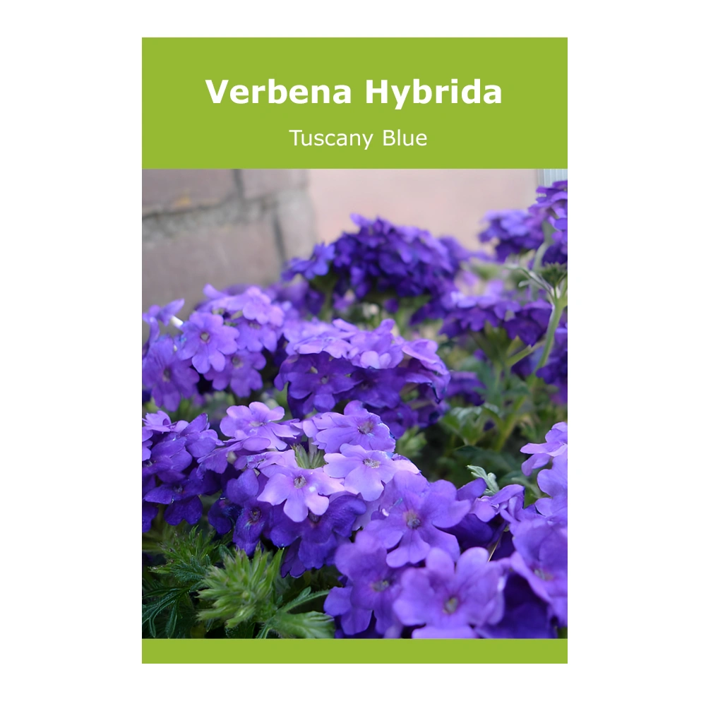 Verbena Hybrida (Tuscany Blue) 1 Verbena Hybrida (Tuscany Blue)