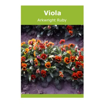 Viola Arkwright Ruby