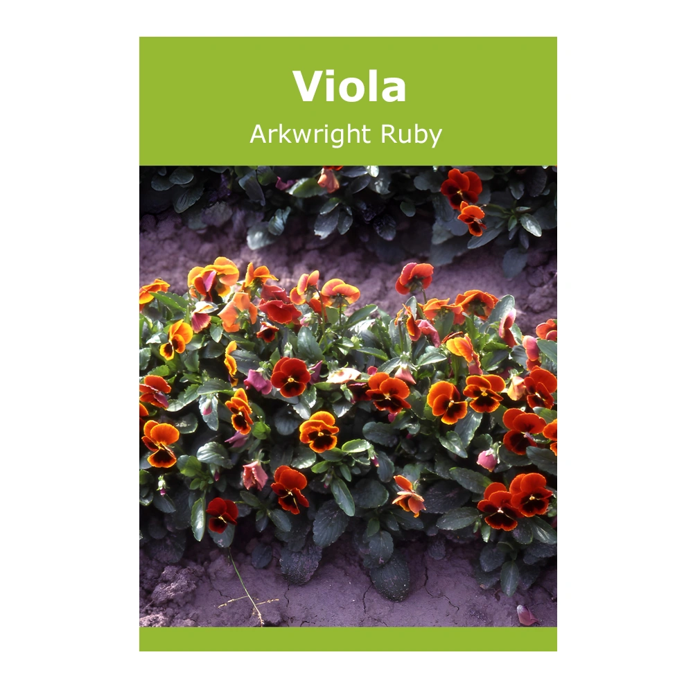 Viola Arkwright Ruby