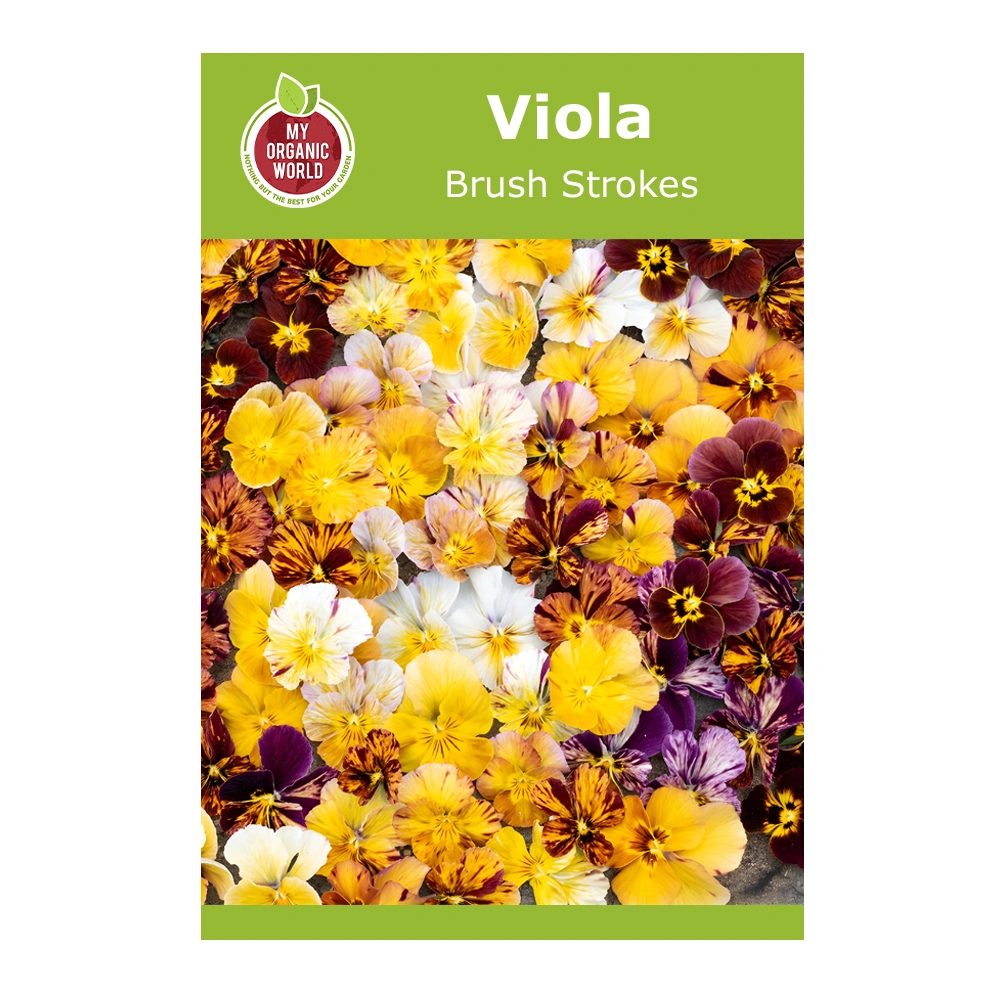 Viola Brush Strokes 1 Viola Brush Strokes