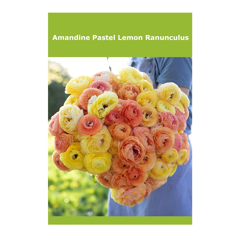 Amandine Pastel Lemon Ranunculus 1 Amandine Pastel Lemon Ranunculus