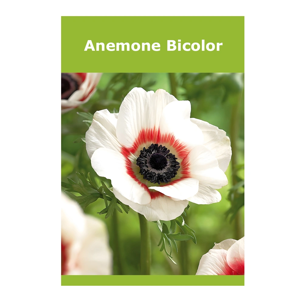Anemone Bicolor 1 Anemone Bicolor