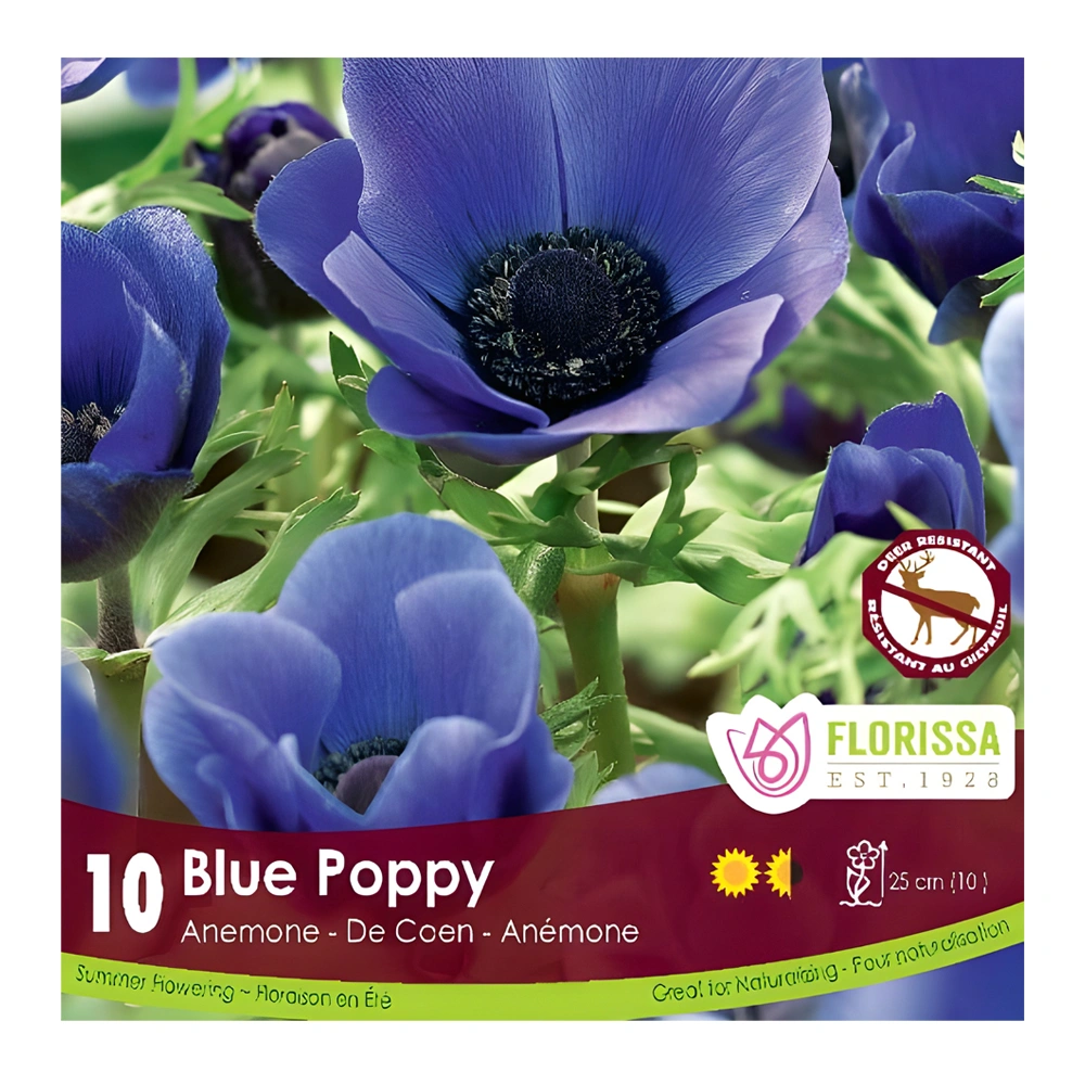 Anemone Blue Poppy 1 Anemone Blue Poppy