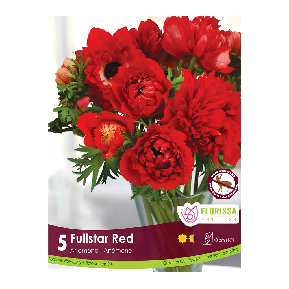 Anemone Fullstar Red 1 Anemone Fullstar Red