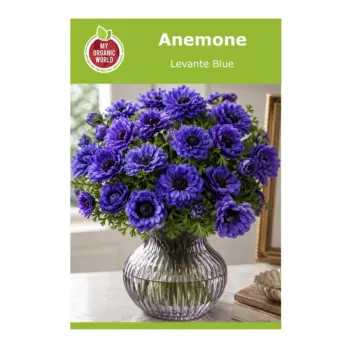 Anemone Levante Blue