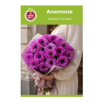 Anemone Levante Fuchsia