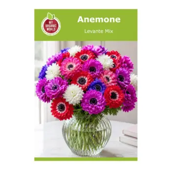 Anemone Levante Mix