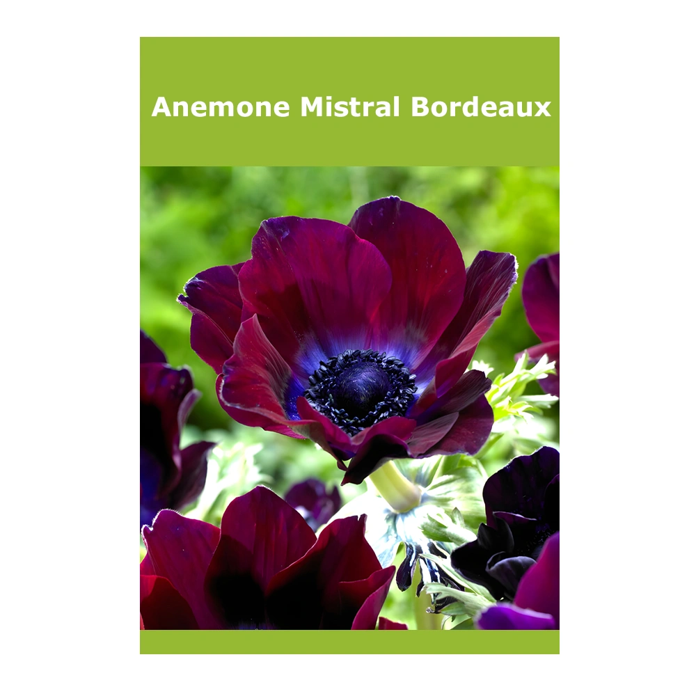 Anemone Mistral Bordeaux