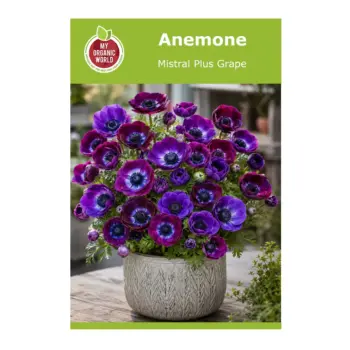 Anemone Mistral Plus Grape