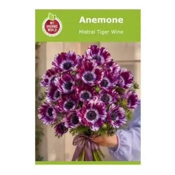 Anemone Mistral Tiger Wine