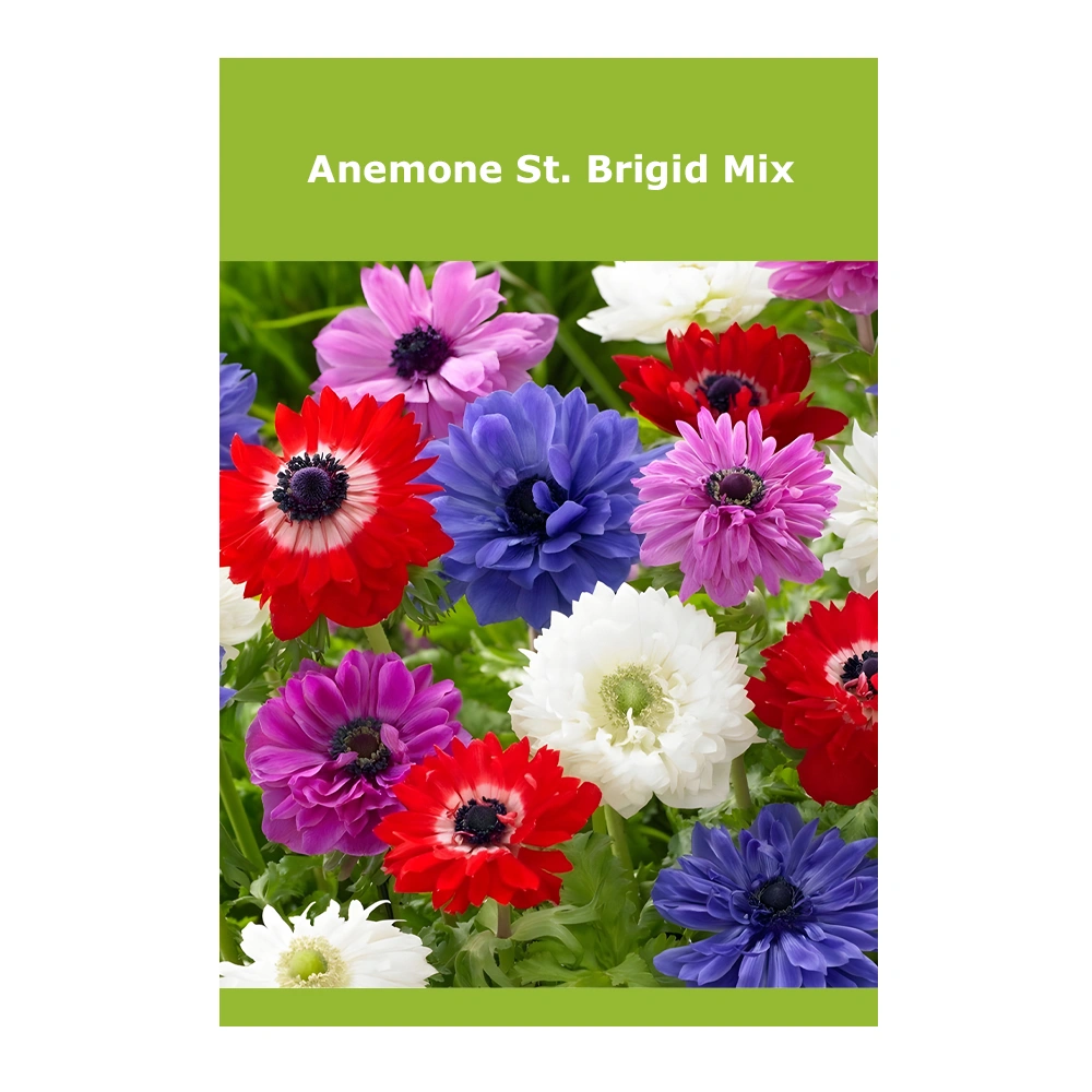 Anemone St. Brigid Mix 1 Anemone St. Brigid Mix