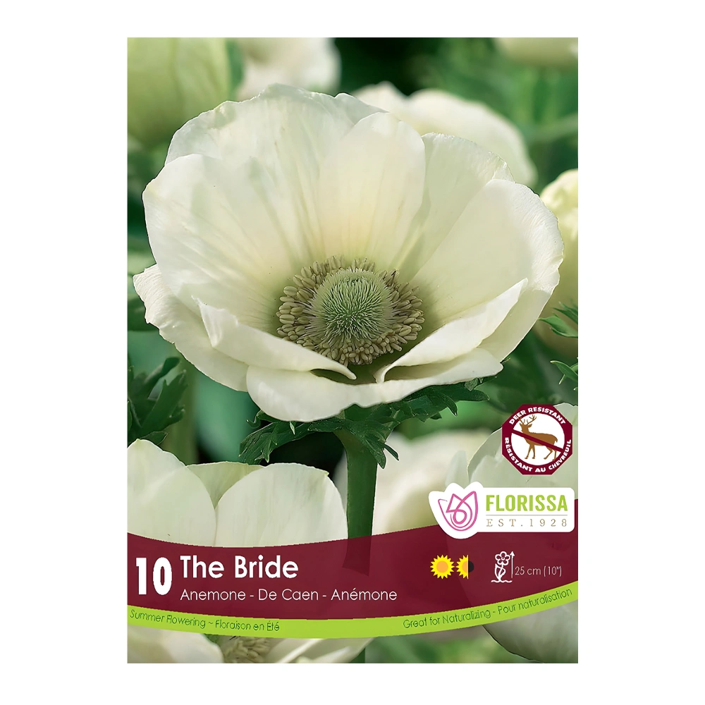 Anemone The Bride 1 Anemone The Bride