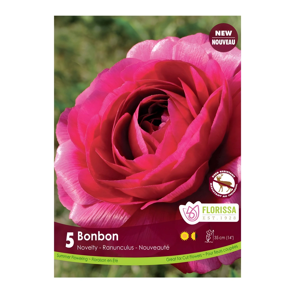 Ranunculus Bonbon 1 Ranunculus Bonbon