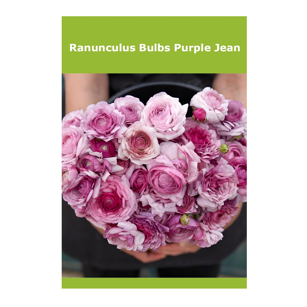 Ranunculus Bulbs Purple Jean