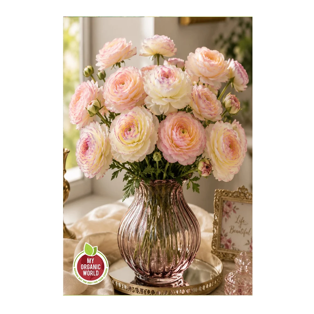 Ranunculus Elegance Bianco Sfumato