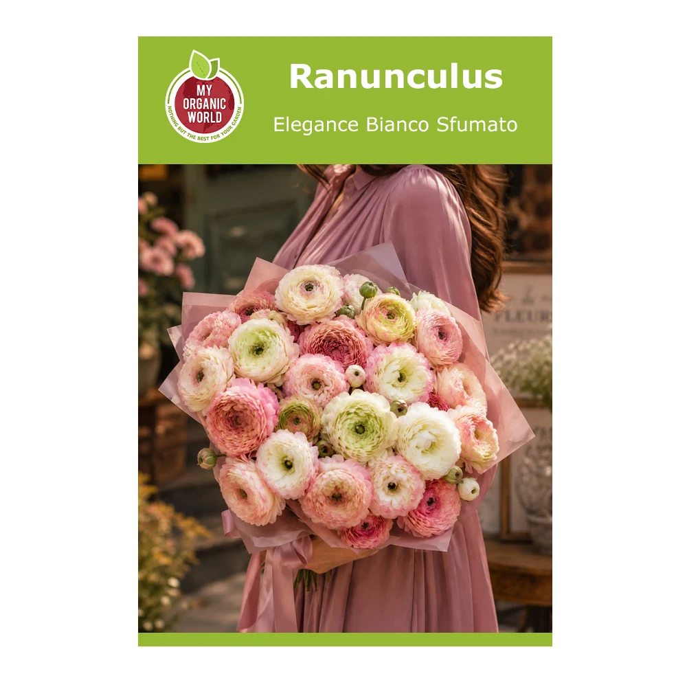 Ranunculus Elegance Bianco Sfumato