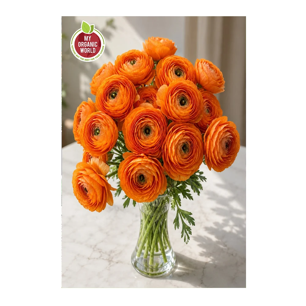 Ranunculus Elegance Clementine