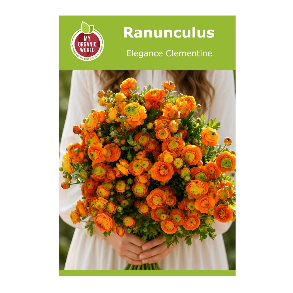 Ranunculus Elegance Clementine