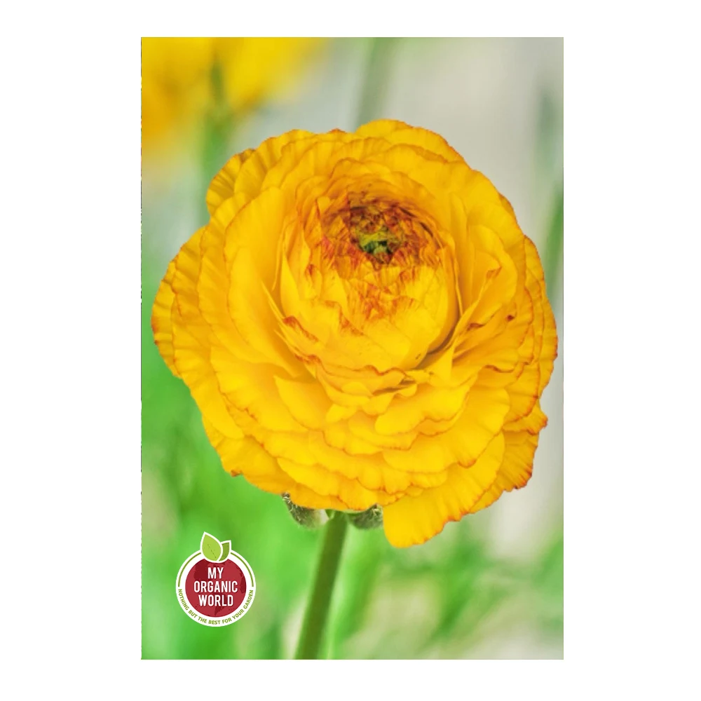 Ranunculus Elegance Gialo Striato