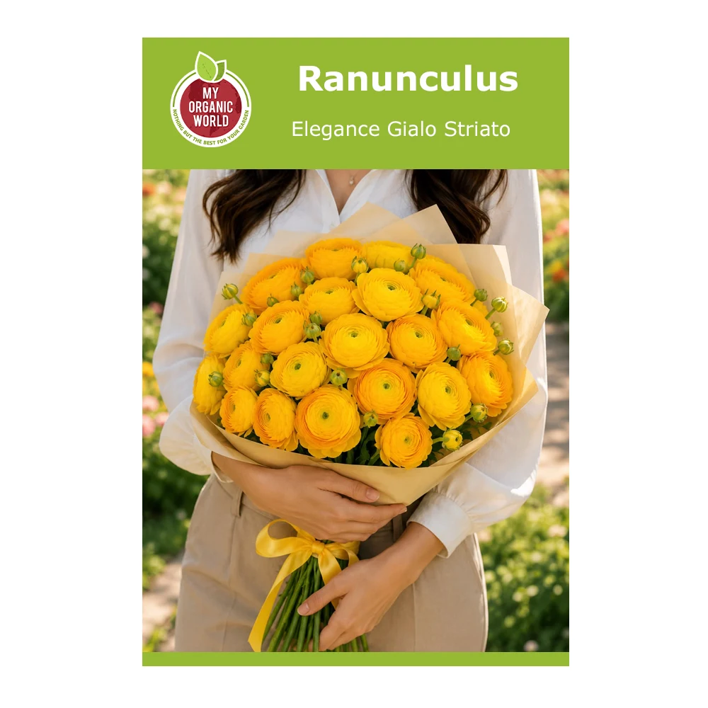 Ranunculus Elegance Gialo Striato