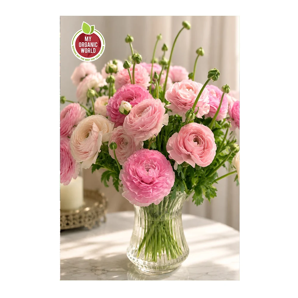 Ranunculus Elegance Rosa
