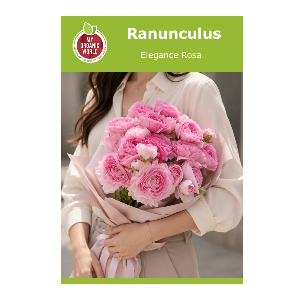Ranunculus Elegance Rosa