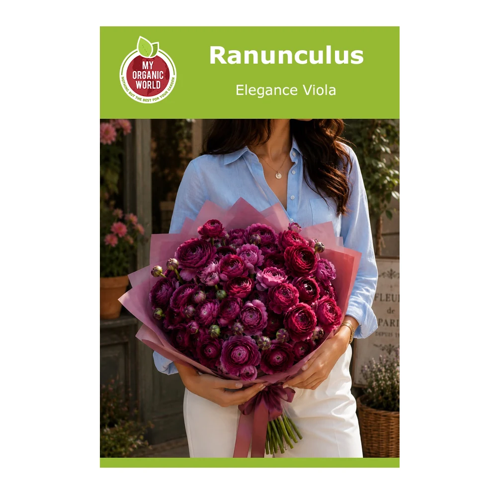 Ranunculus Elegance Viola