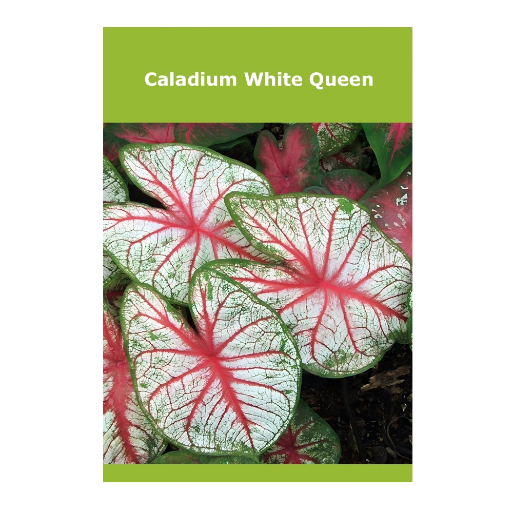 Caladium White Queen