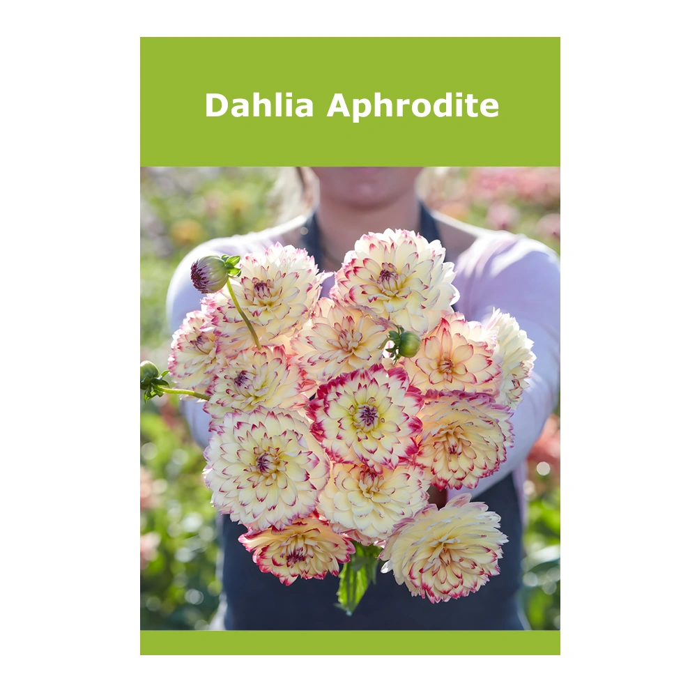 Dahlia Aphrodite