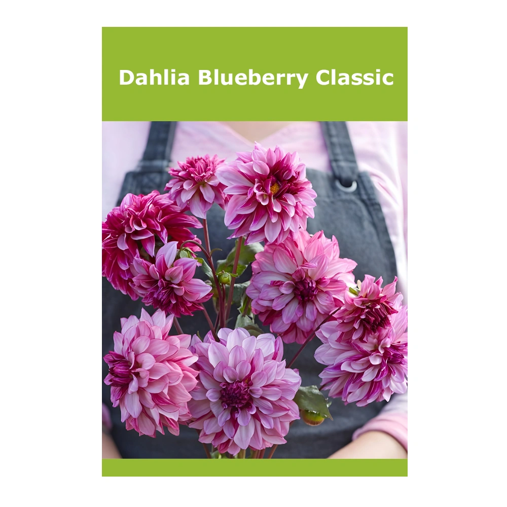 Dahlia Blueberry Classic