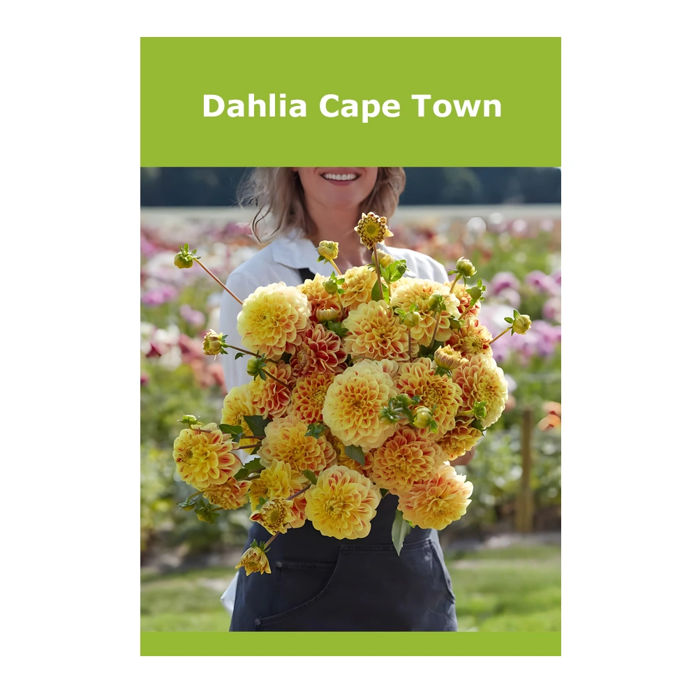 Dahlia Cape Town