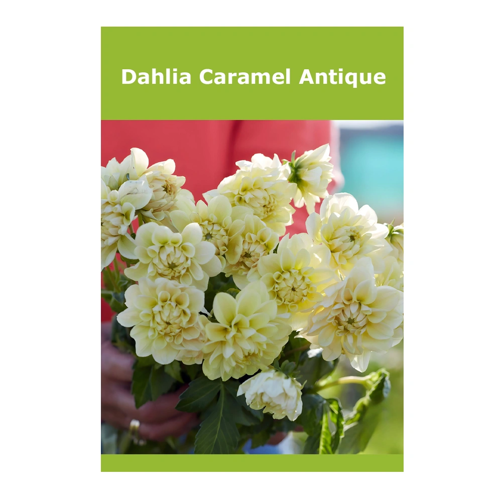 Dahlia Caramel Antique
